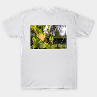 Green and yellow autumn birch leaves T-Shirt